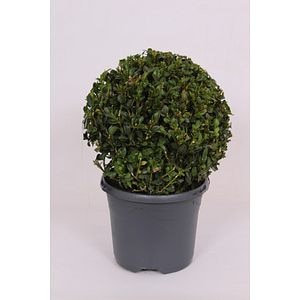 Buxus Ball Sempervirens, in ghiveci, 17 cm