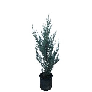 Conifer 5 L • Juniperus Moonglow