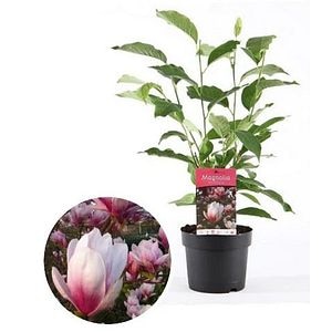 Magnolie, ghiveci, 17 cm