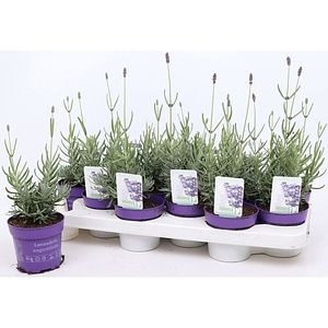 Lavanda (Lavandula Angustifolia Hidcote), D10.5 cm, H20 cm