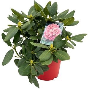 Rhododendron Brasilia Inkarho, C 5 L, D 23 cm, H 40 cm