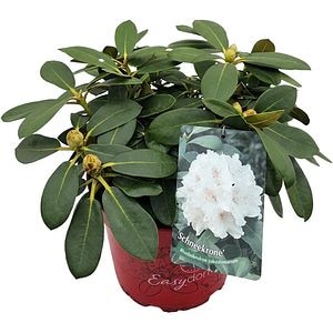 Rhododendron Schneekrone Inkarho, C 5 L, D 23 cm, H 40 cm