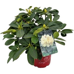 Rhododendron Bellini Inkarho, C 5 L, 40 cm