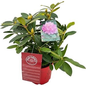 Rhododendron Catawbiense Grandiflorum Inkarho, C 5 L, D 23 cm, H 40 cm
