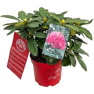 Rhododendron Constanze Inkarho, C 5 L, 40 cm