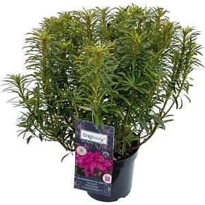 Rhododendron Grazeasy Inkarho, C 12 L, D 32 cm, H 60 cm