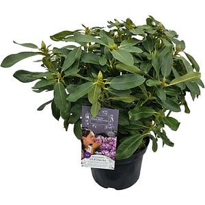 Rhododendron Dufthecke Lilac Inkarho, C 12 L, D 32 cm, H 60 cm