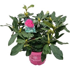 Rhododendron Nova Zembla Inkarho, C 5 L, D 23 cm, H 40 cm