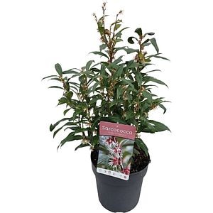 Sarcococca Winter Gem, C 4 L, D 21 cm, H 45 cm
