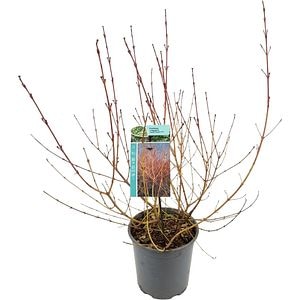 Cornus Sanguinea Midwinter Fire, C 6.5 L, D 24 cm, H 60 cm