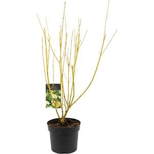 Cornus Sericea Flaviramea, C 3 L, 50 cm