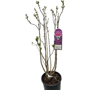 Liliac Syringa Vulgaris Charles Joly, C 9 L, D 26 cm, H 90 cm