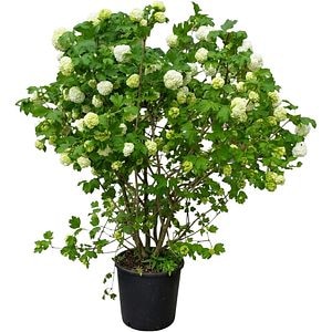 Viburnum Opulus Roseum, D 28 cm, H 100-125 cm