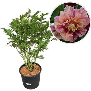 Paeonia Anderson's Kaleidoscoop Itoh, D 24 cm, H 55 cm