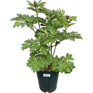 Paeonia Canary Brilliants Itoh, D 21 cm, H 55 cm