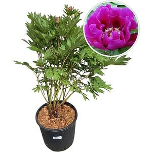 Paeonia Purple Sensation Itoh, D 24 cm, H 60 cm