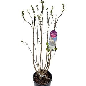 Liliac Syringa Vulgari Alice Harding, C 9 L, D 26 cm, H 90 cm