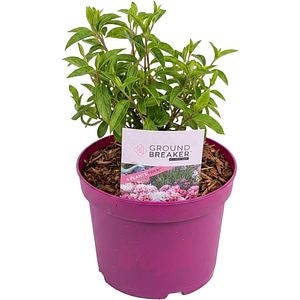 Hydrangea Paniculata Groundbreaker Blush, D 19 cm, H 30 cm