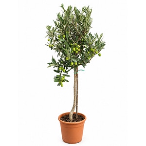 Maslin Olea Europea Stem, H95-100 cm