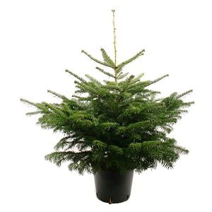 Brad natural crescut in ghiveci, Abies Nordmanniana, 120 - 150 cm