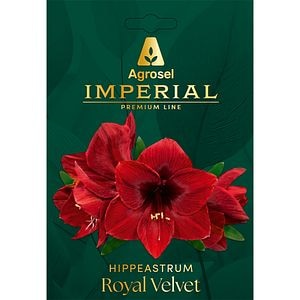 Crin Amaryllis Red Lion IMPERIAL, 1 bulb