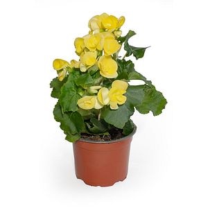 Mix begonie, in ghiveci, 25 cm