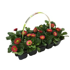Planta Bellis Perennis, mix 10 bucati