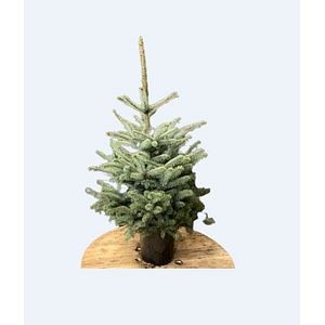 Brad natural in ghiveci, Picea Pungens Baby Blue, 100 - 120 cm