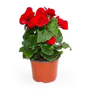 Begonie rosie, in ghiveci