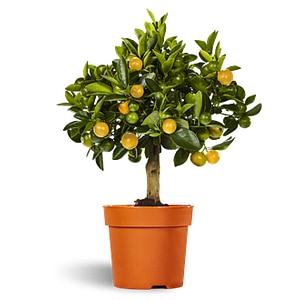 Citrus Calamondin mini stem