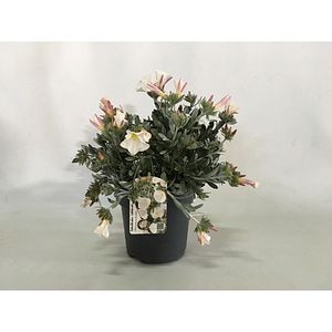 Volbura argintie Convulvulus Cnerom, H 30 cm