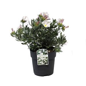 Volbura argintie Convulvulus Cnerom, H 30 cm