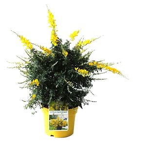 Maturita Cytisus Racemosus, H 40 cm