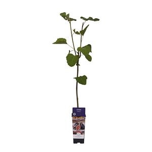 Smochin (Ficus carica), H 110 cm