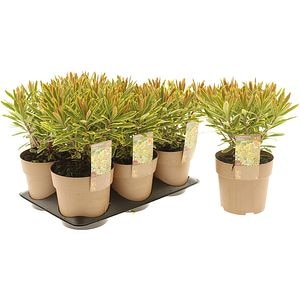 Euphorbia Ascot Rainbow, D15cm, H30cm