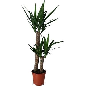 Planta Yucca 2 tulpini, D19 cm, H95 cm