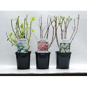 Planta de exterior, Hydrangea mix, Hortensia, 40 cm, diverse culori