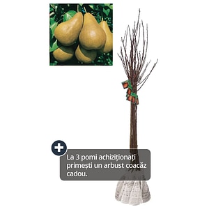 Pom fructifer, par, coaja galbena, 120 cm