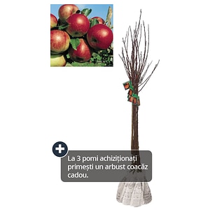 Pom fructifer, mar, coaja rosie, 120 cm