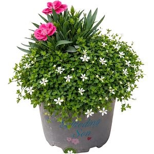 Aranjament Isotoma & Dianthus, D14 cm, H20 cm