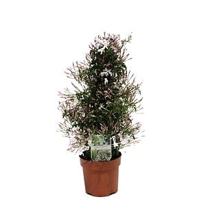 Iasomie Polyanthum, H 40 cm