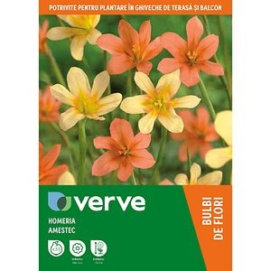 Bulbi VERVE Homeria Mixed, 5 cm