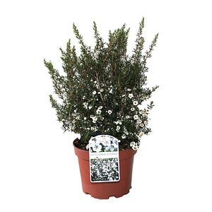 Manuka Lepto Scoparium, H 40 cm