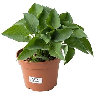 Hosta Blue Cadet, D 17 cm, H 35 cm