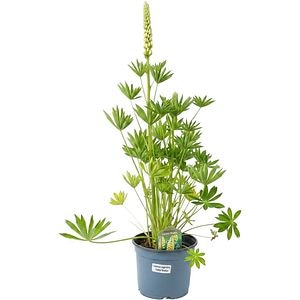 Lupinus Legendary Yelow Shades, D 19 cm,H 40 cm