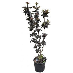 Sambucus Nigra Black Tower, D 24 cm, H 110 cm