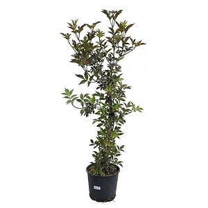 Sambucus Nigra Black Beauty, D 24 cm, H 130 cm