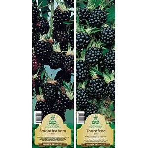 Arbust fructifier, mur