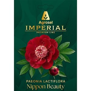 Bujor Nippon Beauty IMPERIAL, 1 bulb