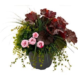 Aranjament plante mixte, D19 cm, H40 cm